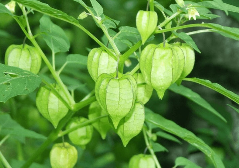 Cây Tầm Bóp & Trà Xanh